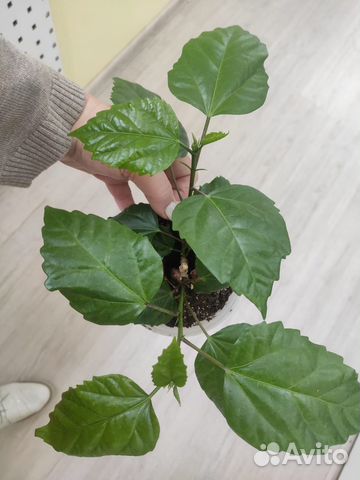 Роза комнатная махровая