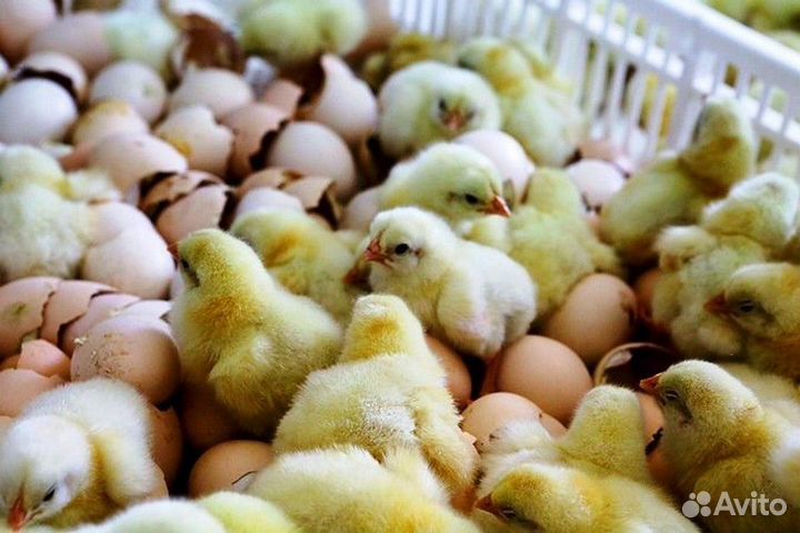 Бройлер суточный