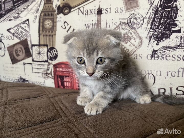 Шотландские котята