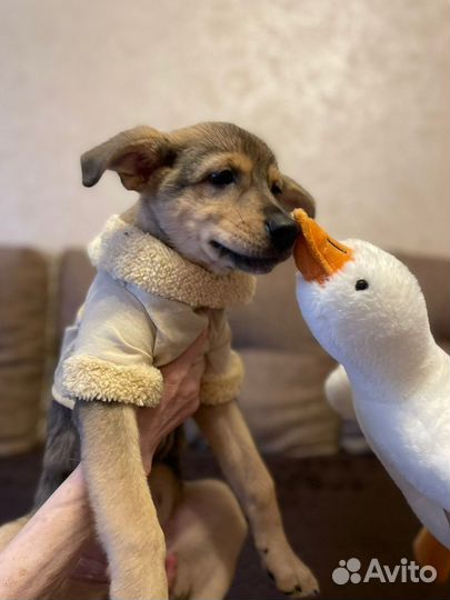 Щенок в добрые руки бесплатно