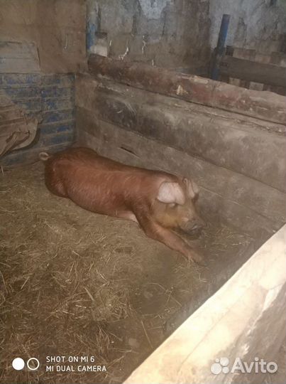 Поросята породы пьетрен.Дюрок+ петрен