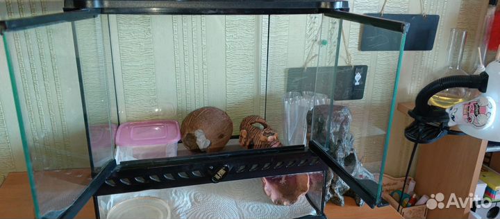 Эублефар с террариумом