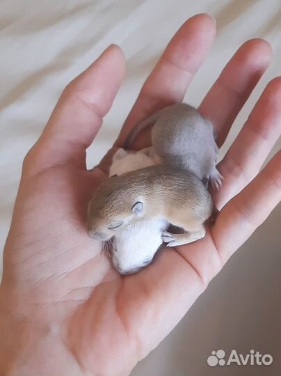 Монгольская песчанка