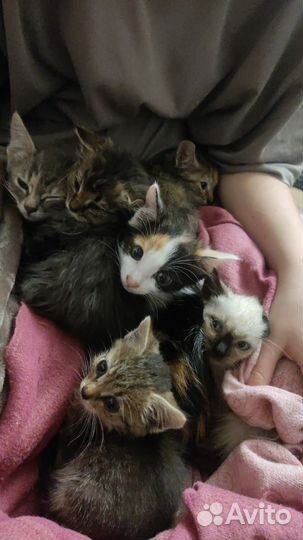 Котята в добрые руки
