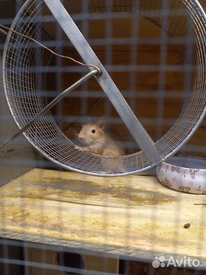 Белочки дегу со всем приданным