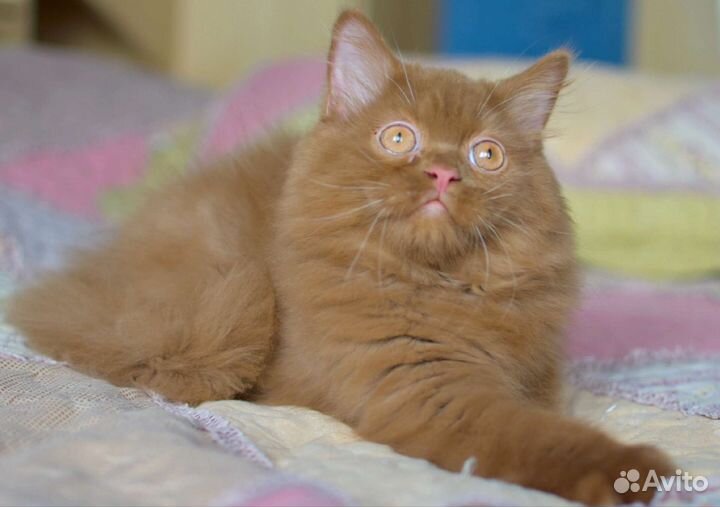 Котята британские