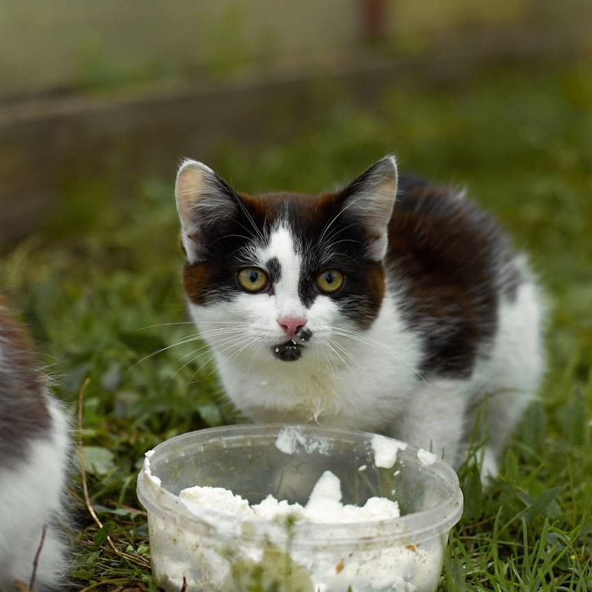 Котенок в частный дом