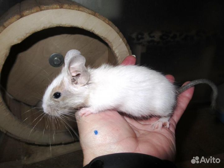 Белки дегу из питомника