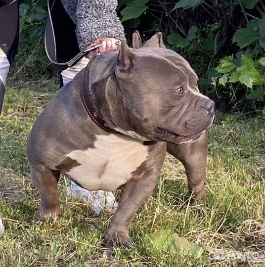 Американский булли вязка