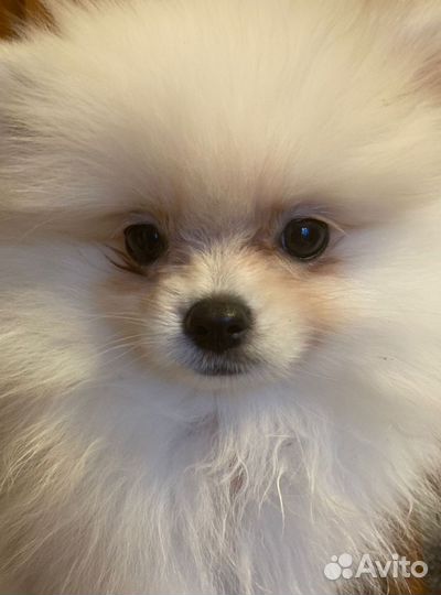 Белая мини девочка