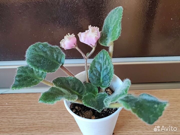 Фиалка Весна