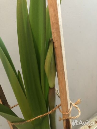 Гиппиаструм крупные цветы