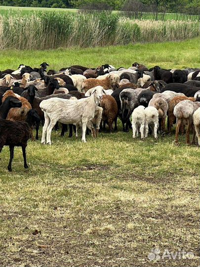 Курдючные бараны овцы