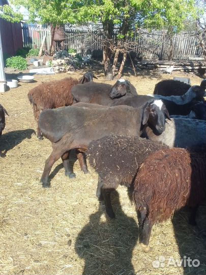 Продам стадо баранов