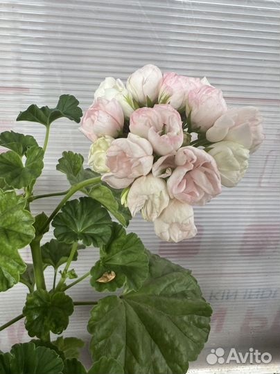 Герань сортовая