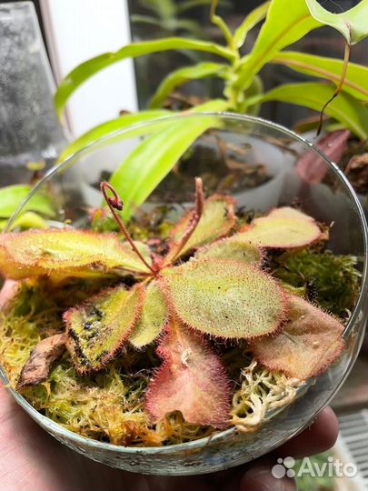 Флорариум с хищными растениями