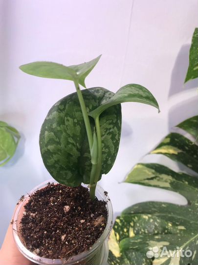 Набор сциндапсусов