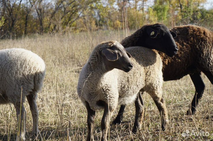 Баранчик Суффолк / Дорпер