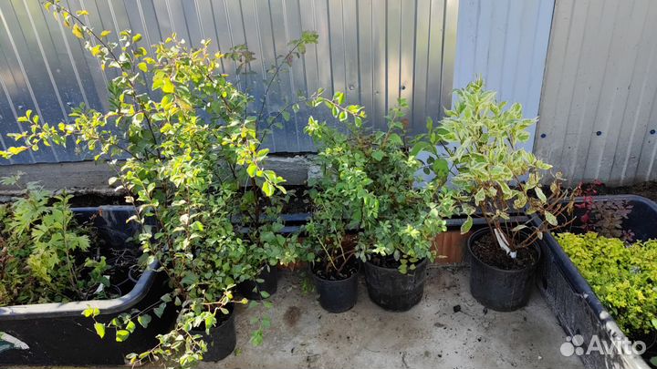 Спирея Сноумаунд саженцы