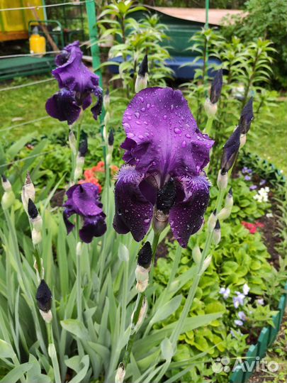 Ирисы