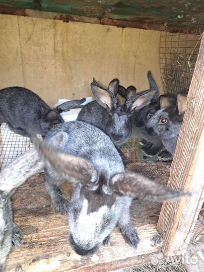 Кролики и Петухи