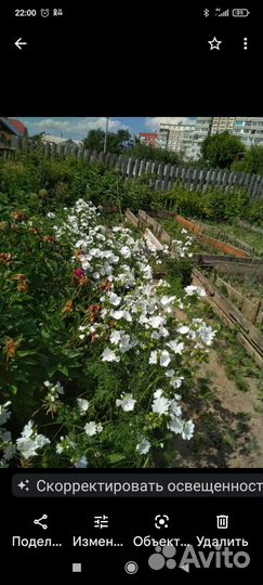 Невеста садовая