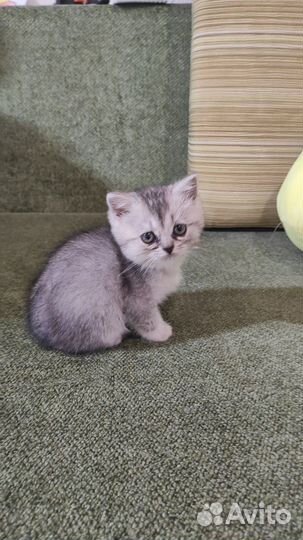 Котята бесплатно