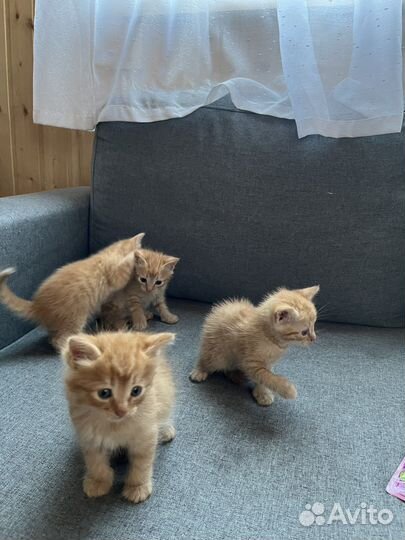 Котята рыжие бесплатно