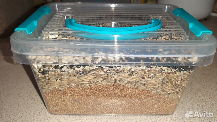 Корм для попугаев. Зерносмесь