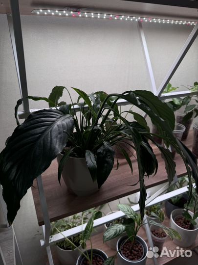 Спатифиллум