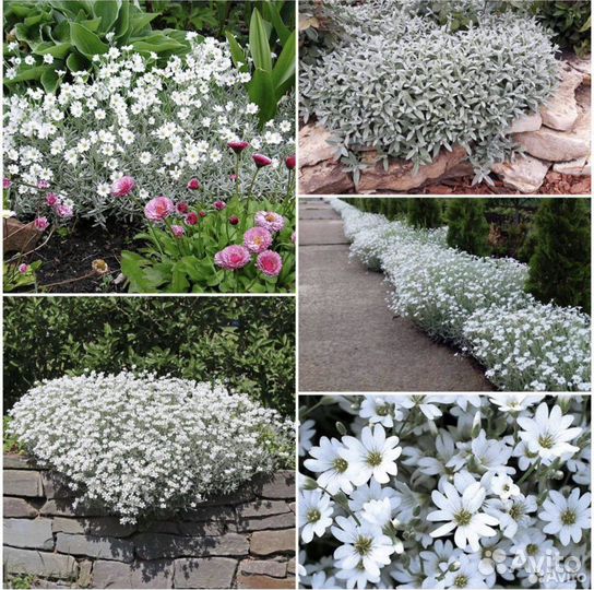 Почвопокровники, ясколка, живучка/аюга, барвинок