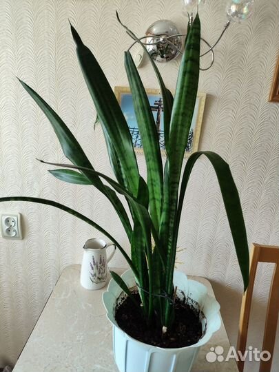 Комнатные цветы