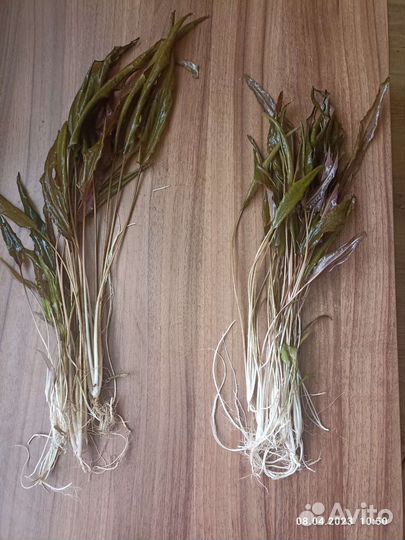 Коряжка для аквариума, рыбки