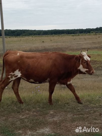 Продаются телки