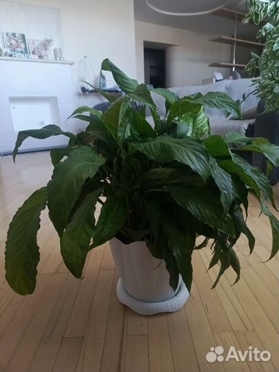 Спатифиллум