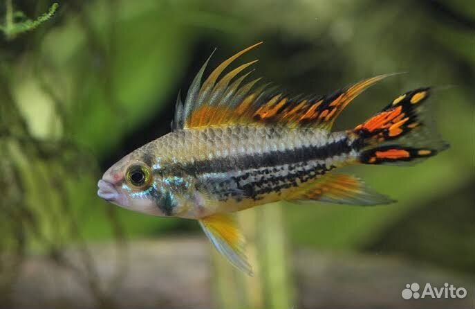 Апистограмма какаду(самец)