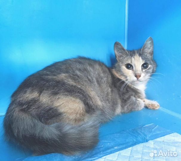 Котенок Карамелька.Выпуск после стерилизации.Шанс