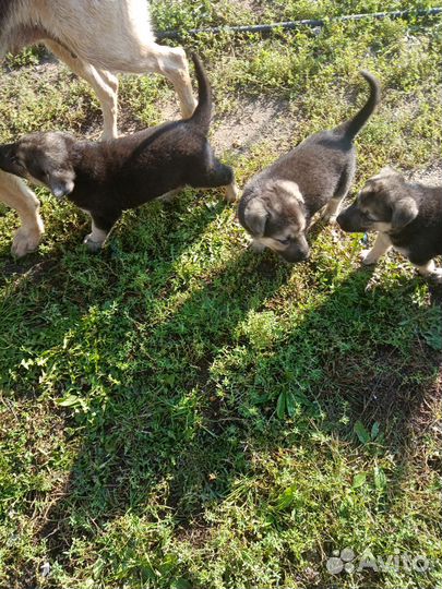 Восточноевропейские щенки продам