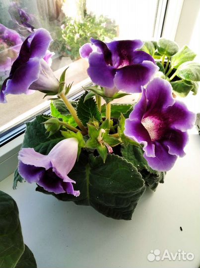 Комнатные цветы