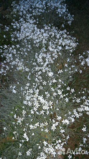 Молодило, каменная роза