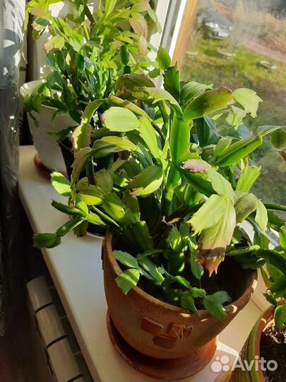 Цветы декабристы