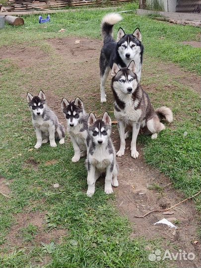 Сибирский хаски