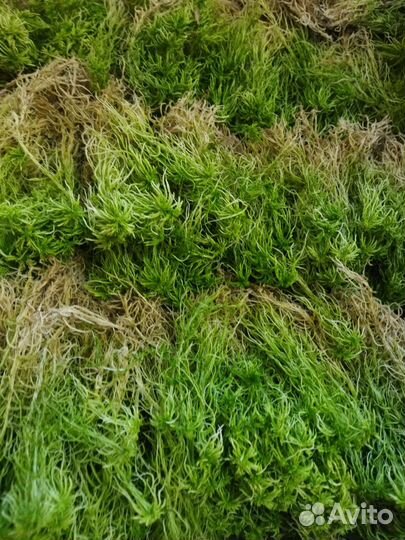 Мох сфагнум свежий сбор