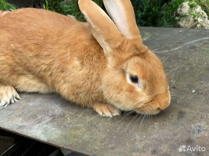 Кролик самец