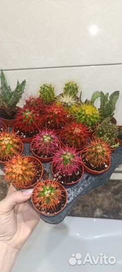 Бокарнея, калатея