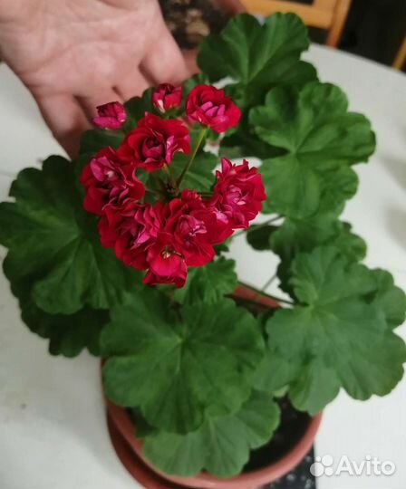 Сортрвая пеларгония Norrlan