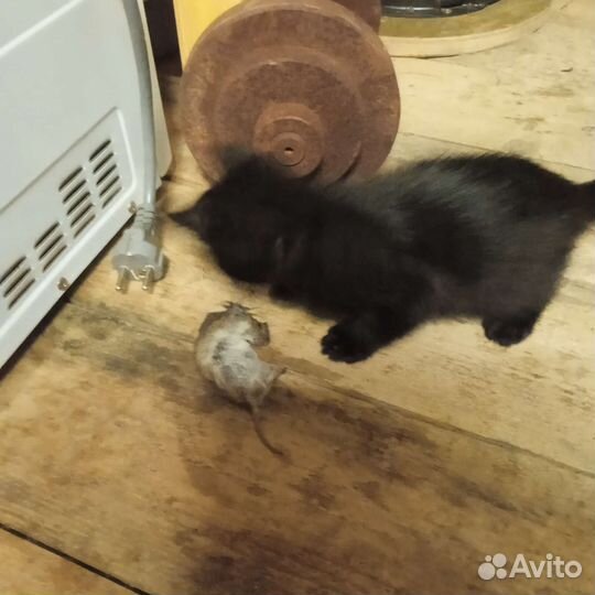 Кошка мышеловка