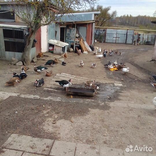 Индоутки на мясо и племя 2024г