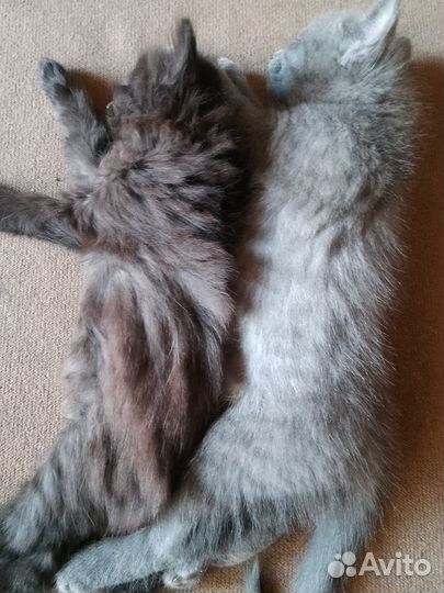 Два милых пушистых комочка ищут дом