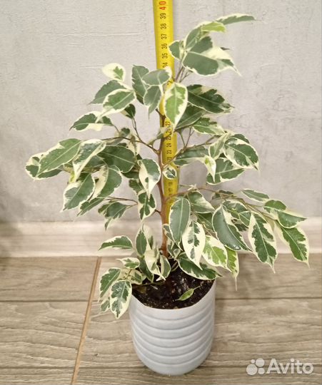 Фикусы бенджамина